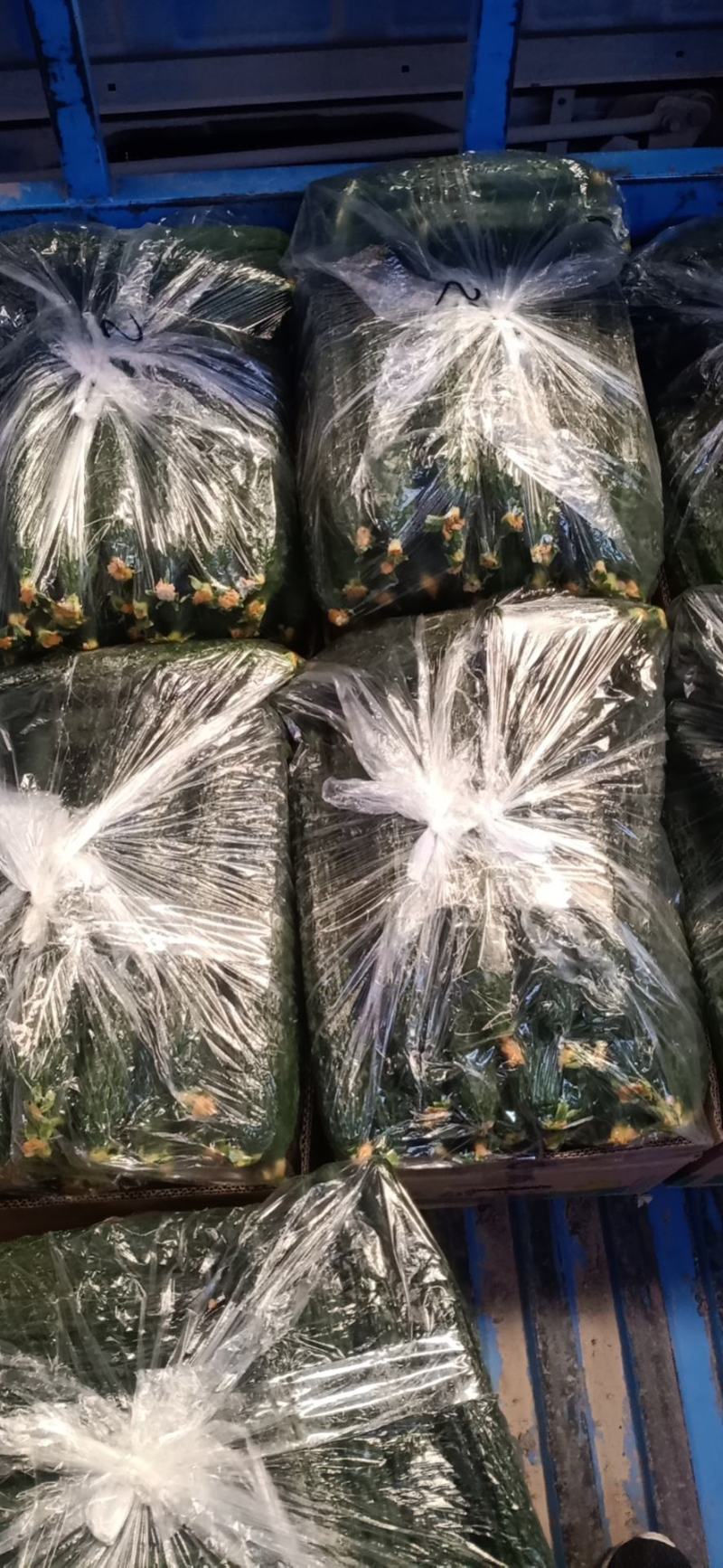 刺黄瓜25公分以上鲜花带刺