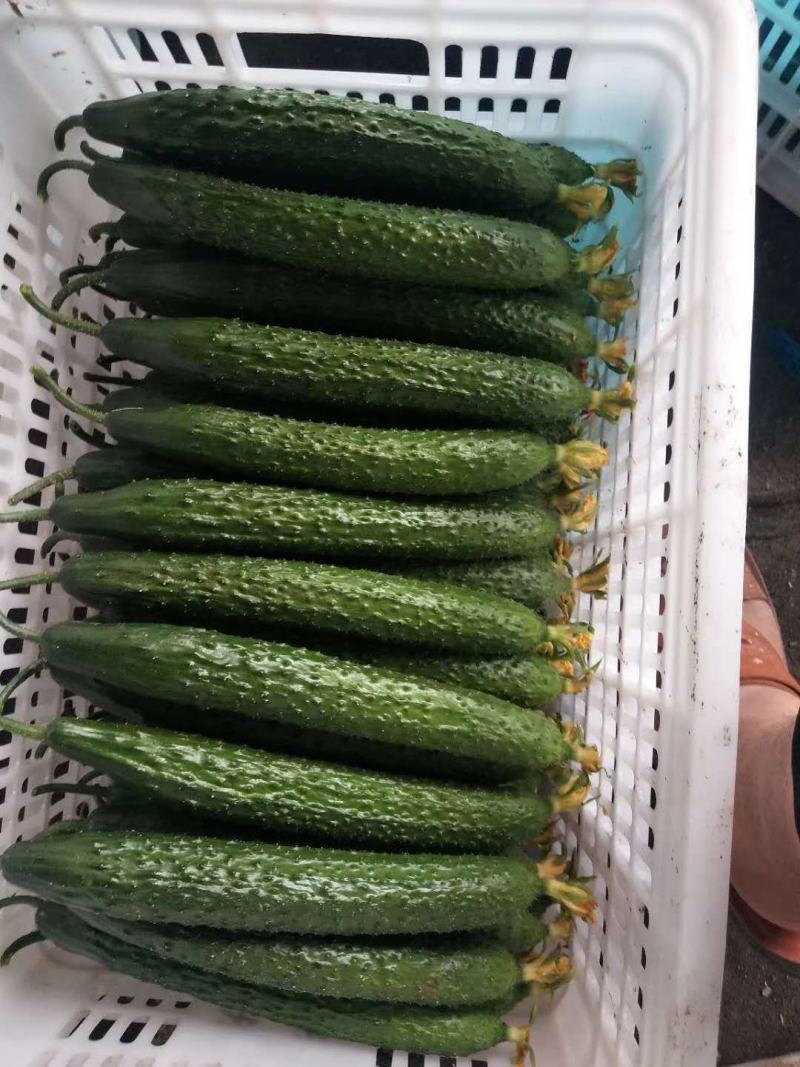 刺黄瓜25公分以上鲜花带刺