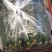 刺黄瓜25公分以上鲜花带刺