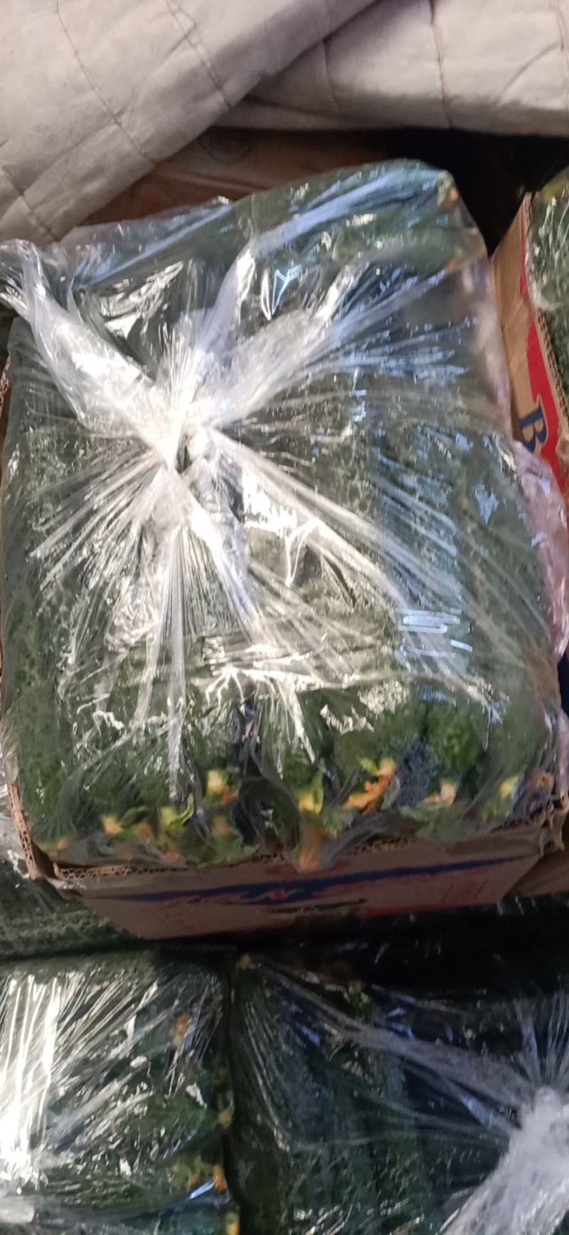刺黄瓜25公分以上鲜花带刺