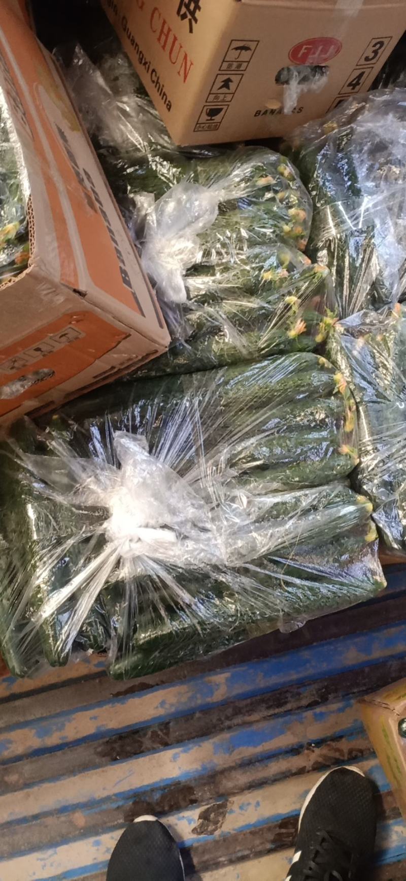 刺黄瓜25公分以上鲜花带刺
