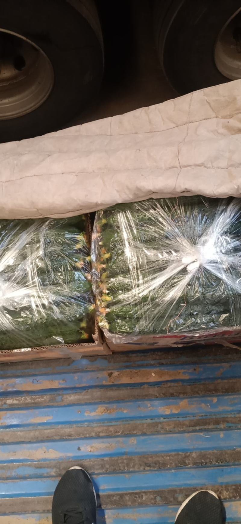 刺黄瓜鲜花带刺25公分以上