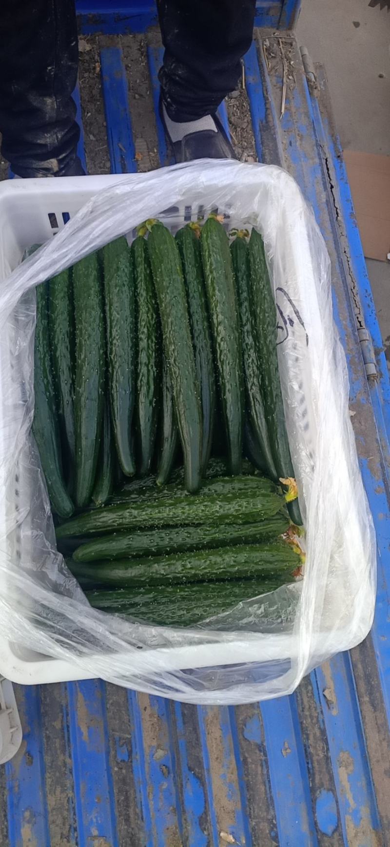 刺黄瓜鲜花带刺25公分以上