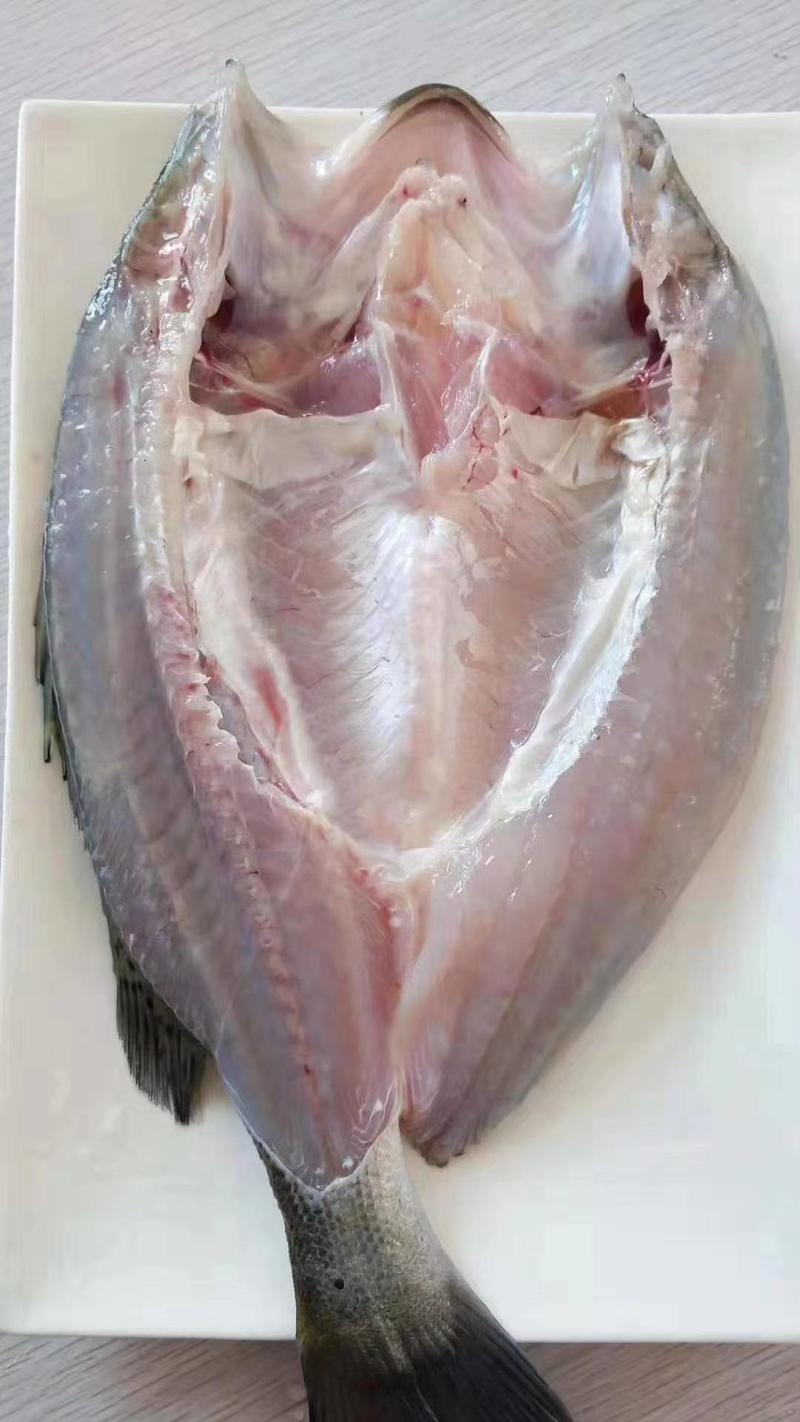 海鲈鱼不包邮厂家直销一卤鲜开背整条去麟去鳃去内脏鲈鱼