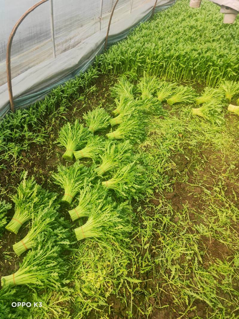 茼蒿常年大量供应质量保证，欢迎各位来电骚扰