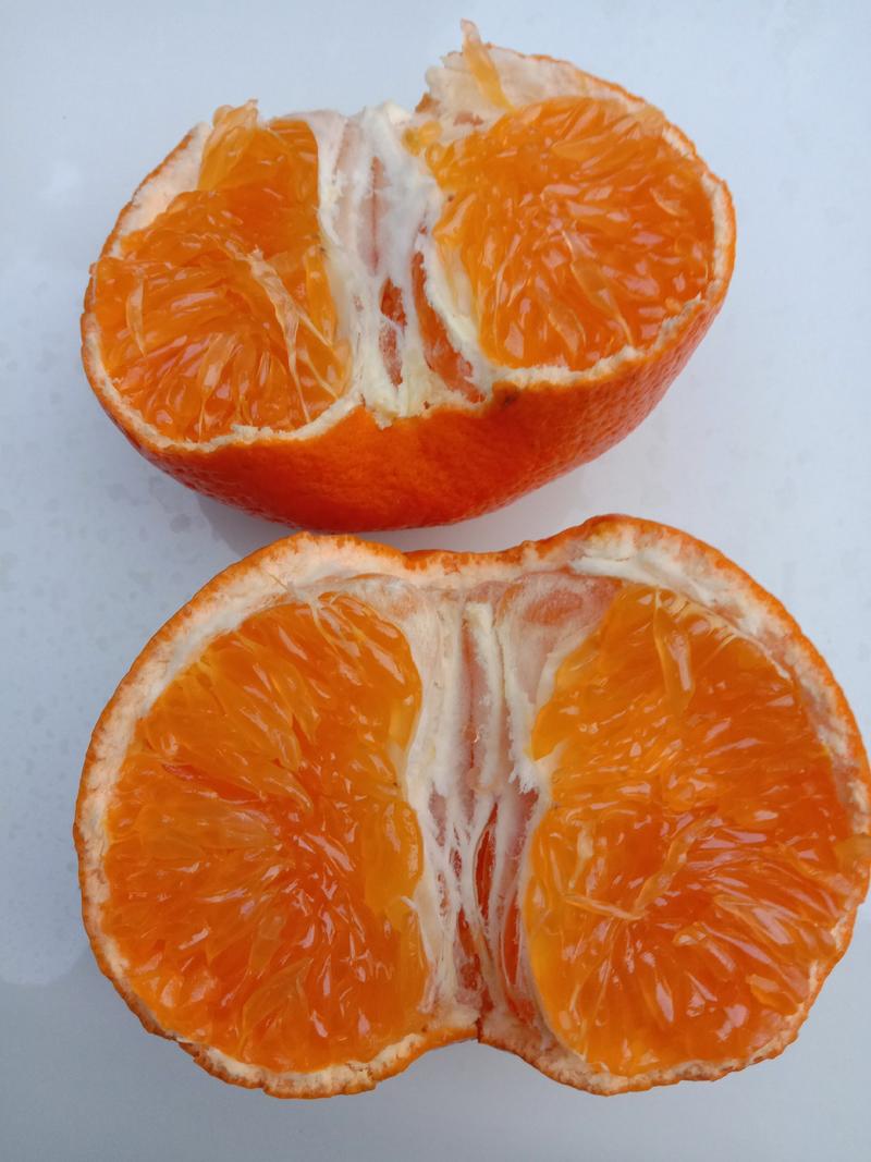 明日见柑橘枝条，品种优良，果型硕大，味道浓甜，鲜果赠送