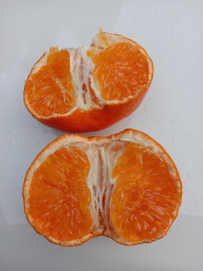 明日见柑橘枝条，品种优良，果型硕大，味道浓甜，鲜果赠送