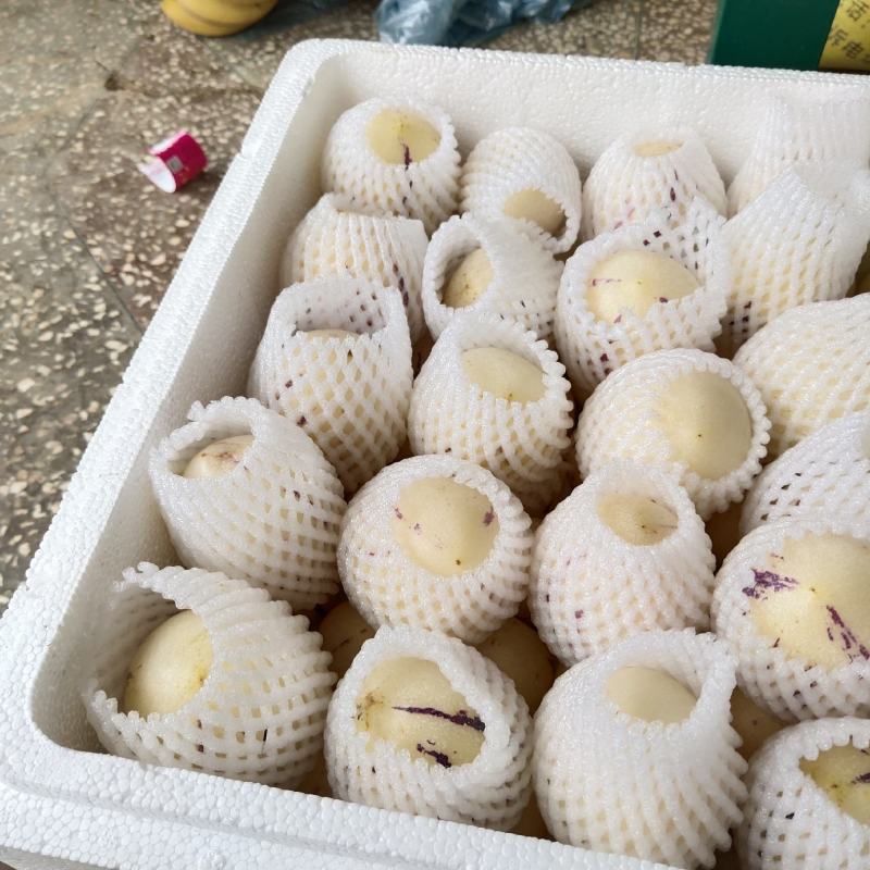 云南人参果圆果