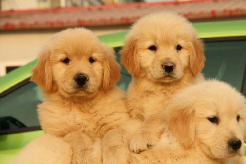 纯种金毛幼犬疫苗齐全，支持视频挑选，支持一亩田交易