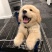 纯种金毛幼犬疫苗齐全，支持视频挑选，支持一亩田交易