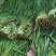 大量供应韭菜大量上市对接大型批发欢迎来电咨询合作