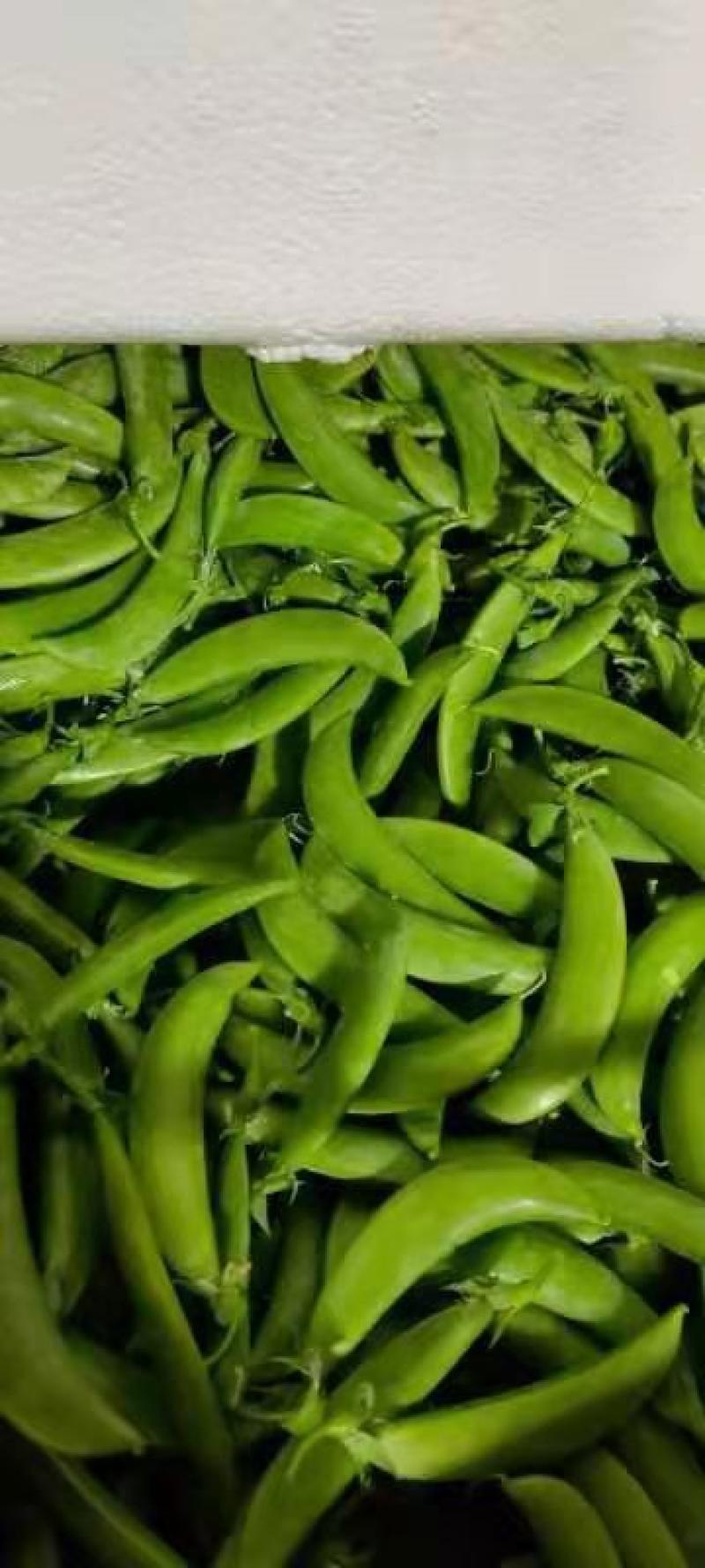 甜豆，云南精品甜豆。大量上市，产地直发。质量保证。。。。