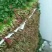 香菜冷棚香菜产地直销大量上市