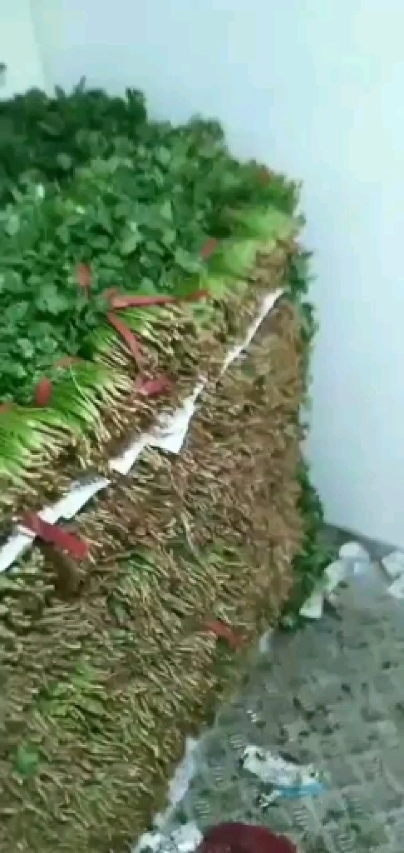 香菜冷棚香菜产地直销大量上市