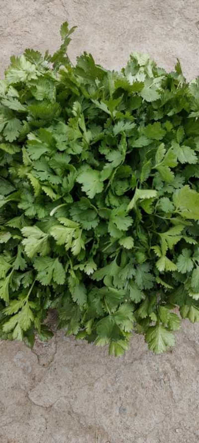 香菜冷棚香菜产地直销大量上市