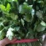 香菜冷棚香菜产地直销大量上市