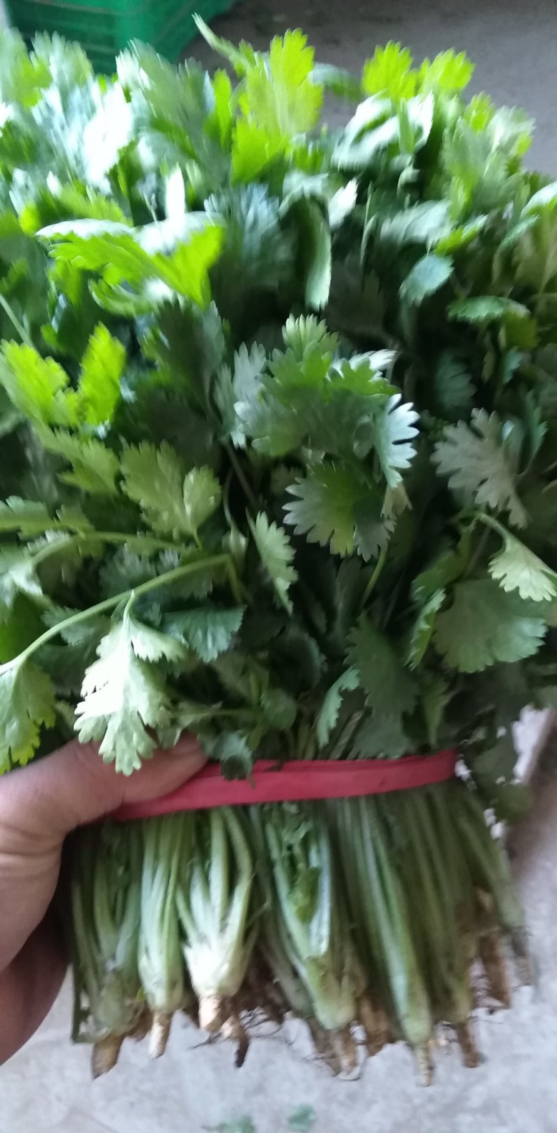 香菜冷棚香菜产地直销大量上市