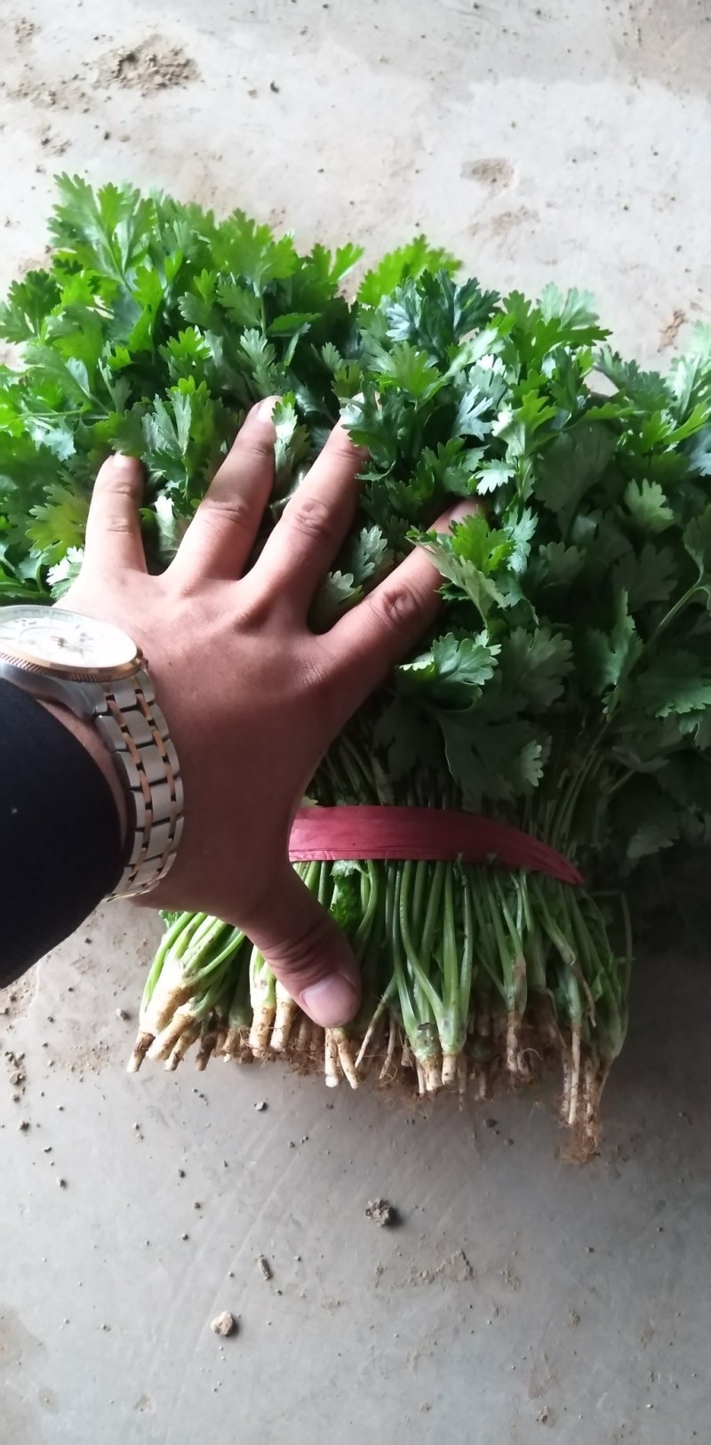香菜冷棚香菜产地直销大量上市