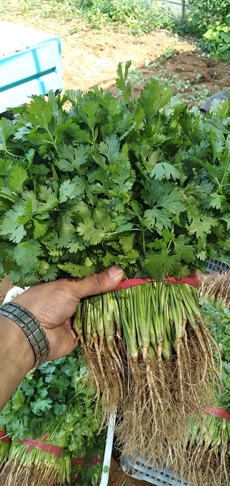 香菜冷棚香菜产地直销大量上市