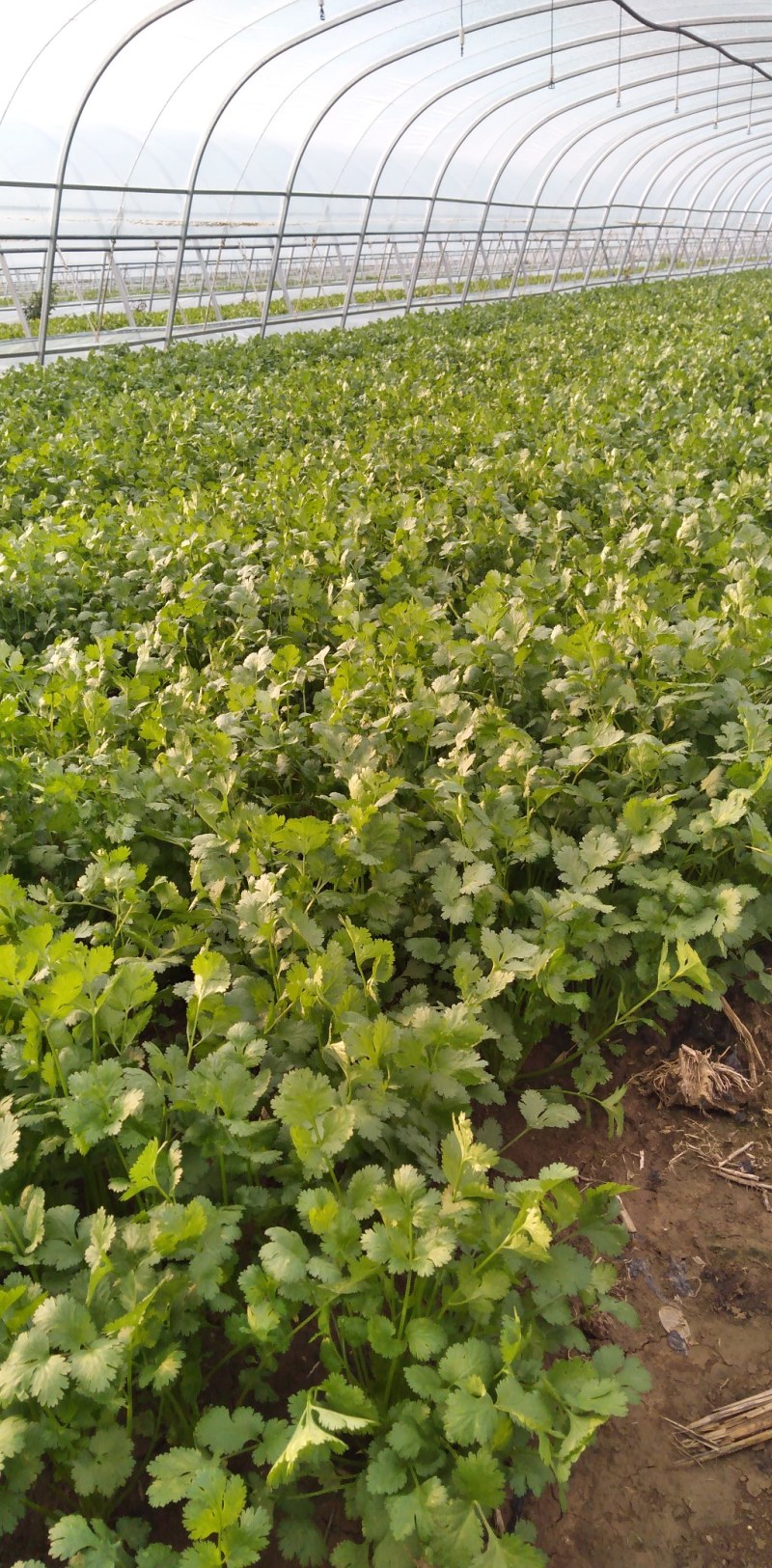 香菜冷棚香菜产地直销大量上市