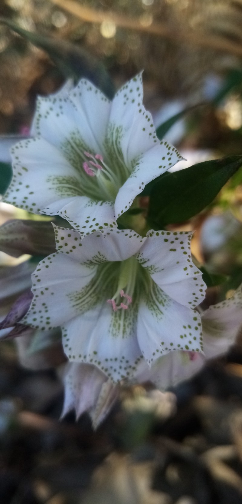 龙胆草种子龙胆草花干货货源充足欢迎联系