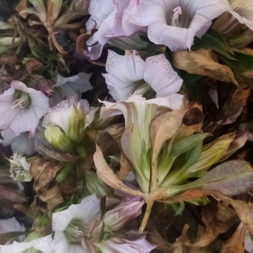龙胆草种子龙胆草花干货货源充足欢迎联系