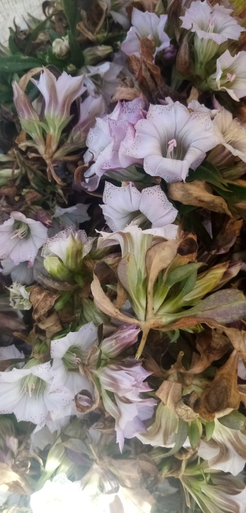 龙胆草种子龙胆草花干货货源充足欢迎联系