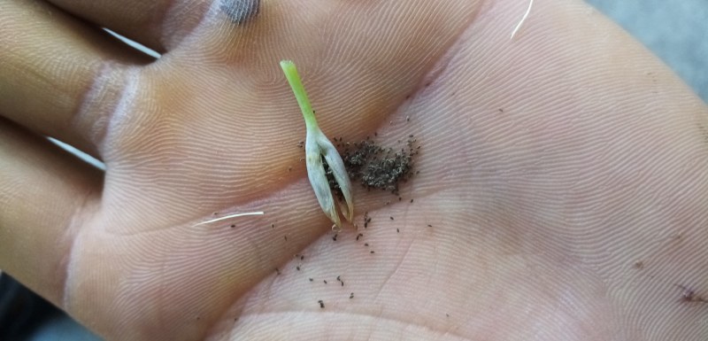 龙胆草种子龙胆草花干货货源充足欢迎联系