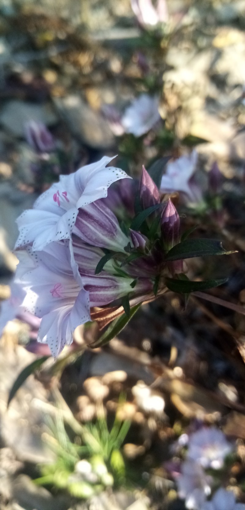 龙胆草种子龙胆草花干货货源充足欢迎联系