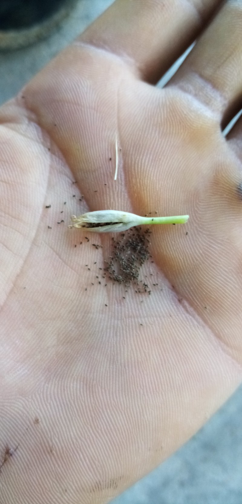 龙胆草种子龙胆草花干货货源充足欢迎联系