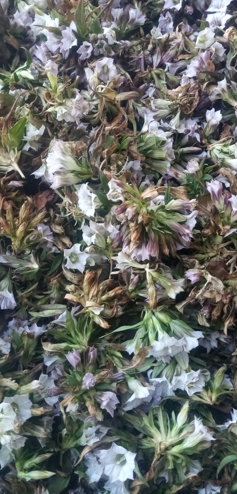 龙胆草种子龙胆草花干货货源充足欢迎联系