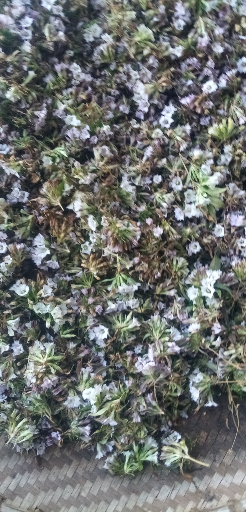 龙胆草种子龙胆草花干货货源充足欢迎联系