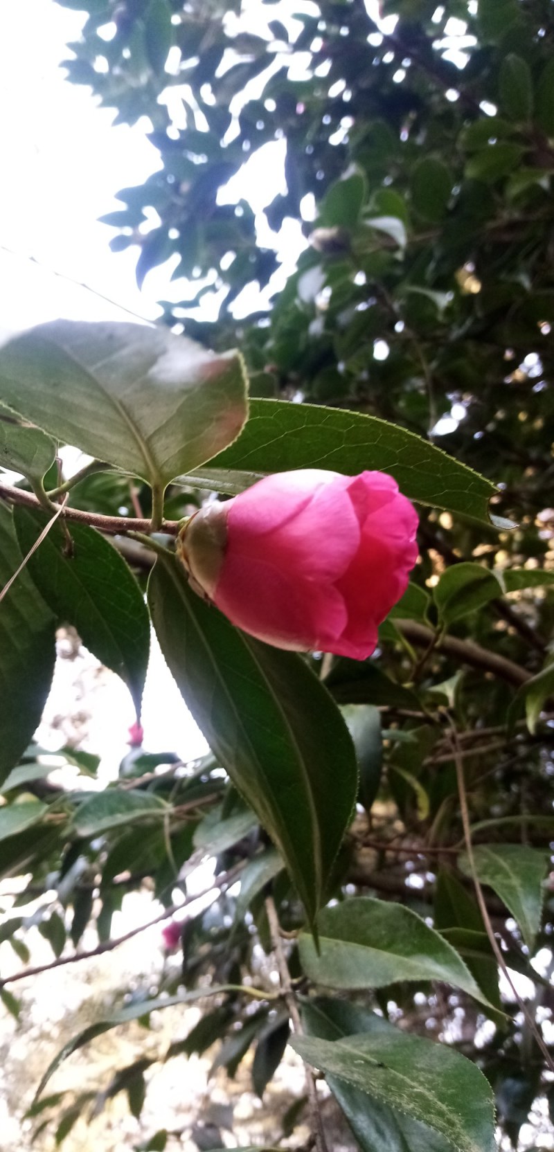 山茶花种子花卉满50元包邮欢迎联系