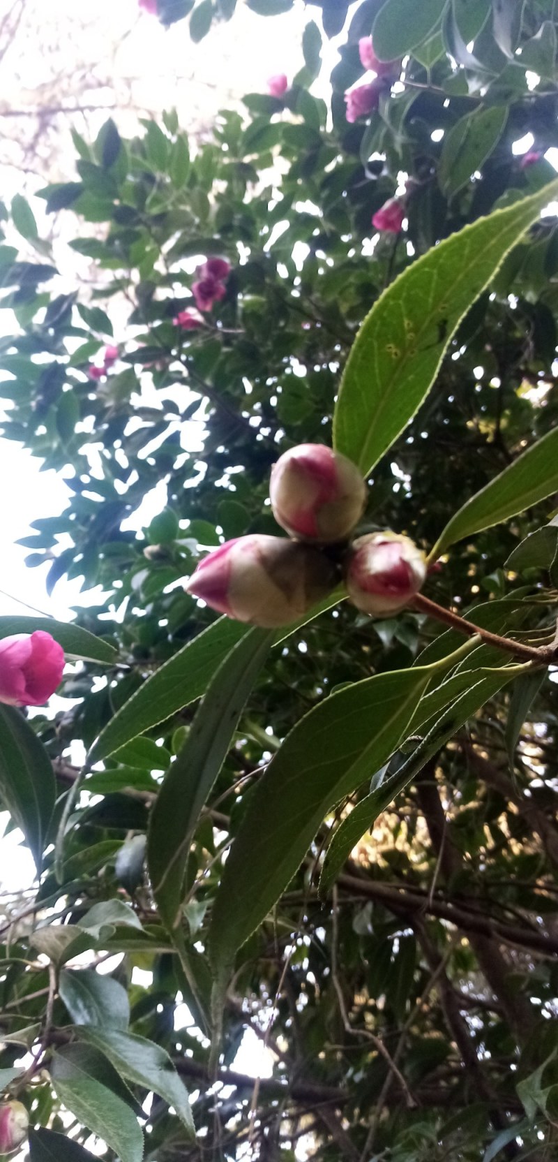 山茶花种子花卉满50元包邮欢迎联系