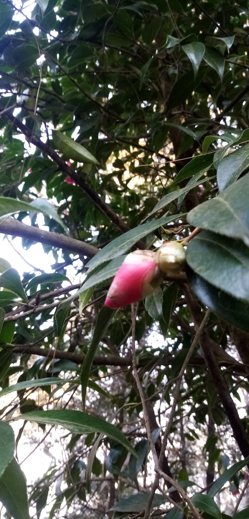 山茶花种子花卉满50元包邮欢迎联系