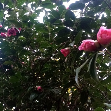 山茶花种子花卉满50元包邮欢迎联系