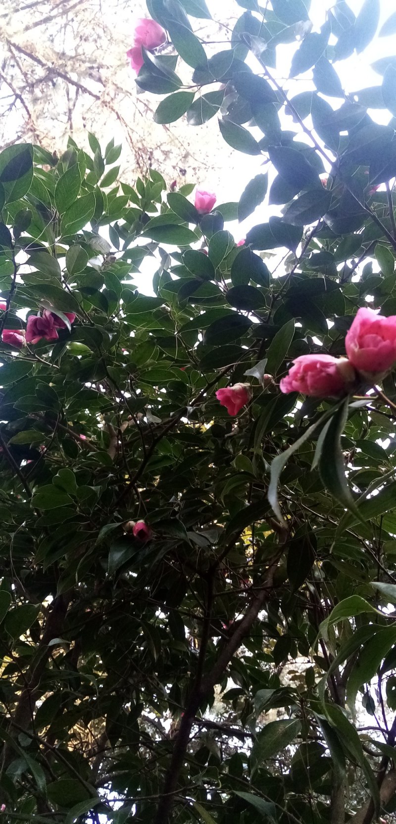 山茶花种子花卉满50元包邮欢迎联系