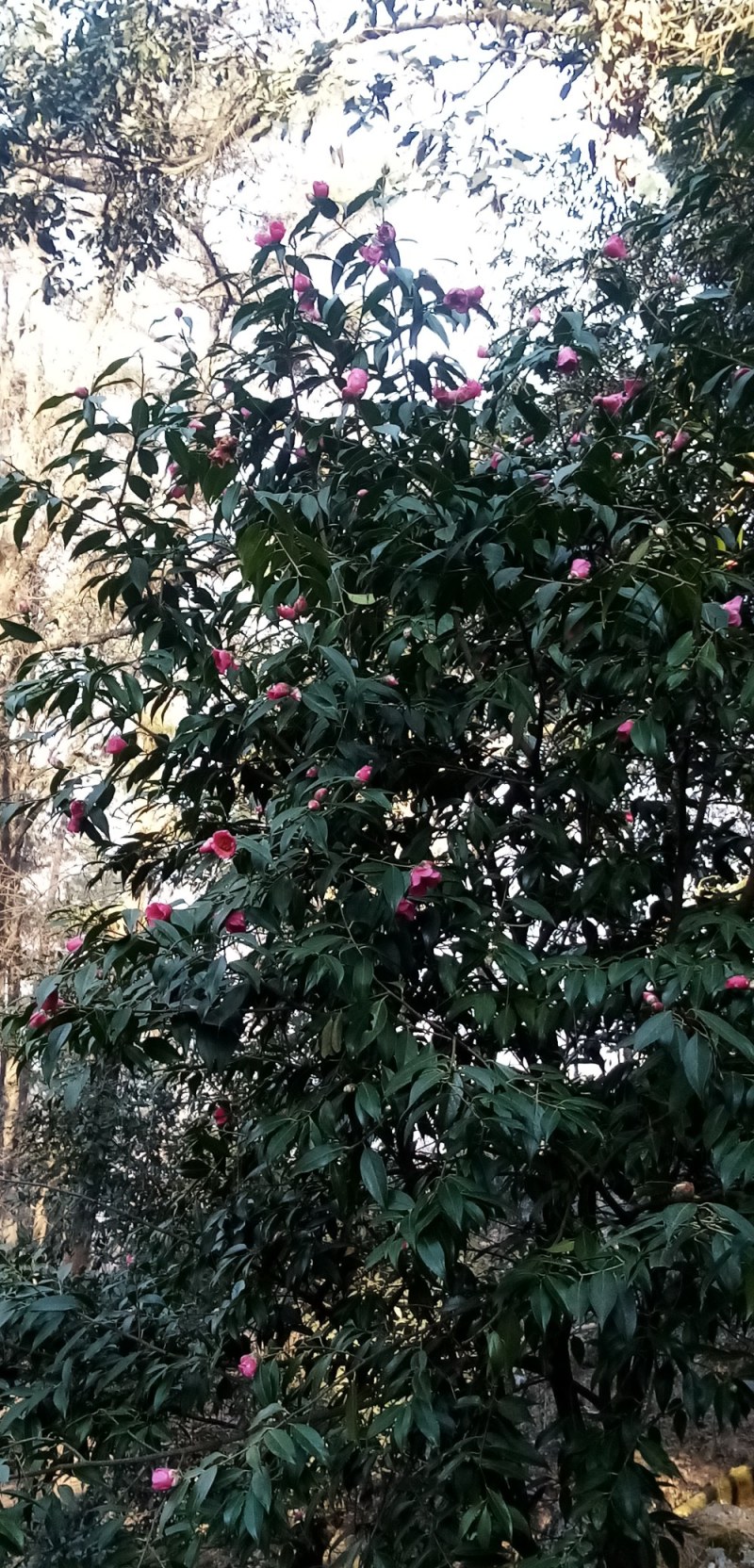 山茶花种子花卉满50元包邮欢迎联系