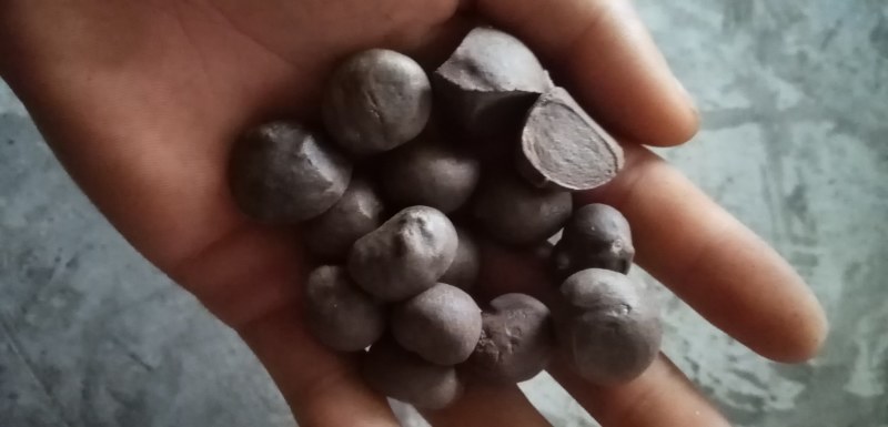 山茶花种子花卉满50元包邮欢迎联系