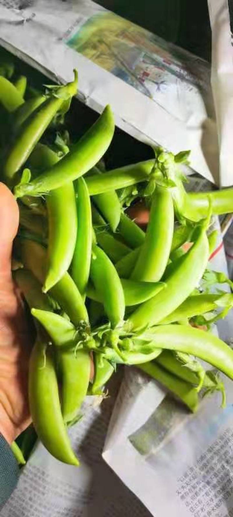 甜豆，云南精品甜豆。大量上市，产地直发。质量保证。。。。