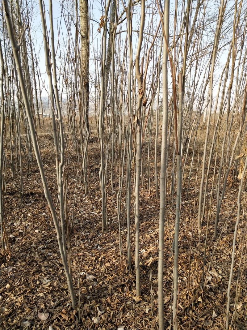 供应各种规格栾树2.3.4公分