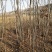 供应各种规格栾树2.3.4公分
