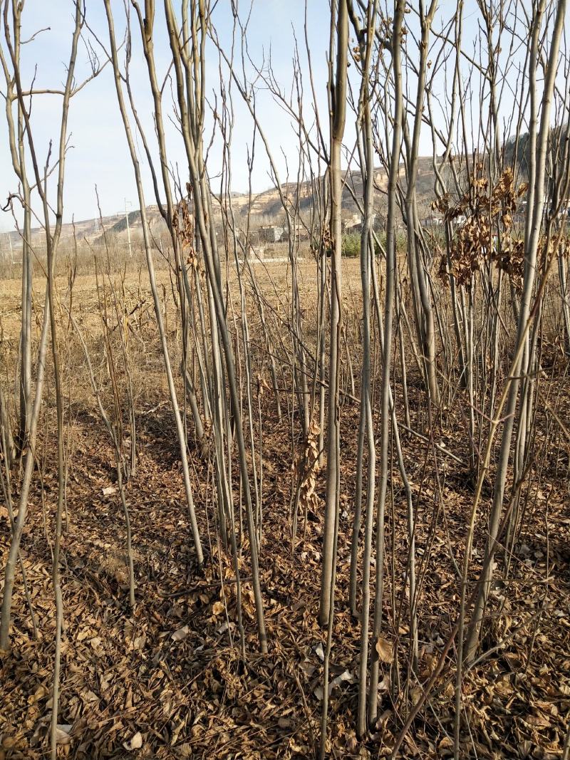供应各种规格栾树2.3.4公分