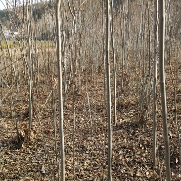 供应各种规格栾树2.3.4公分