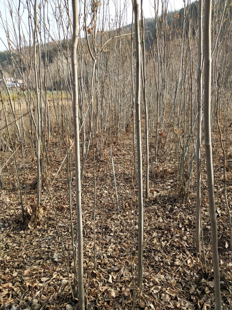 供应各种规格栾树2.3.4公分