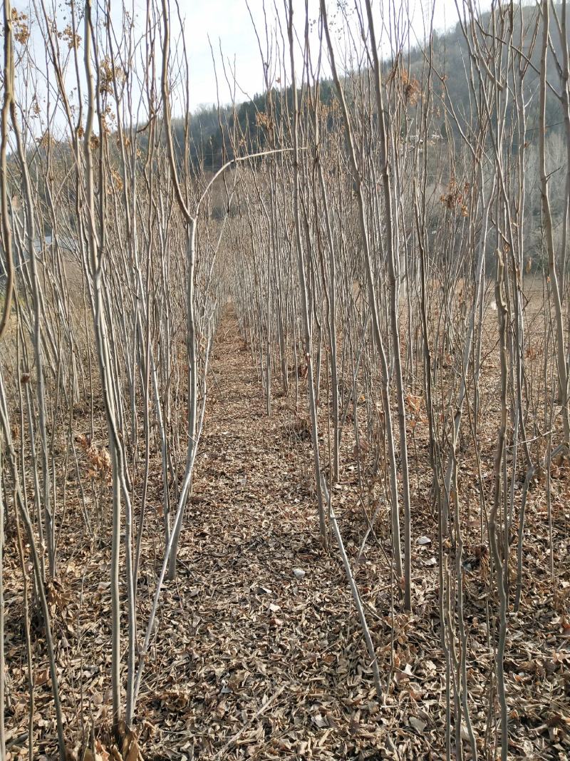供应各种规格栾树2.3.4公分