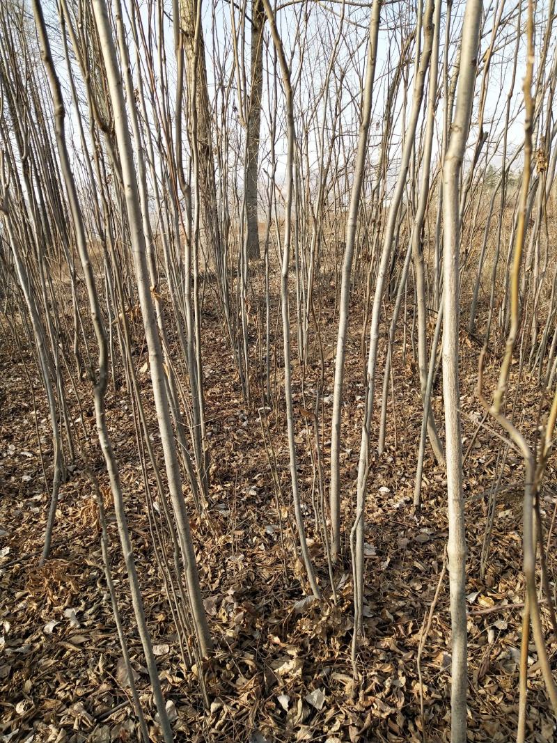 供应各种规格栾树2.3.4公分