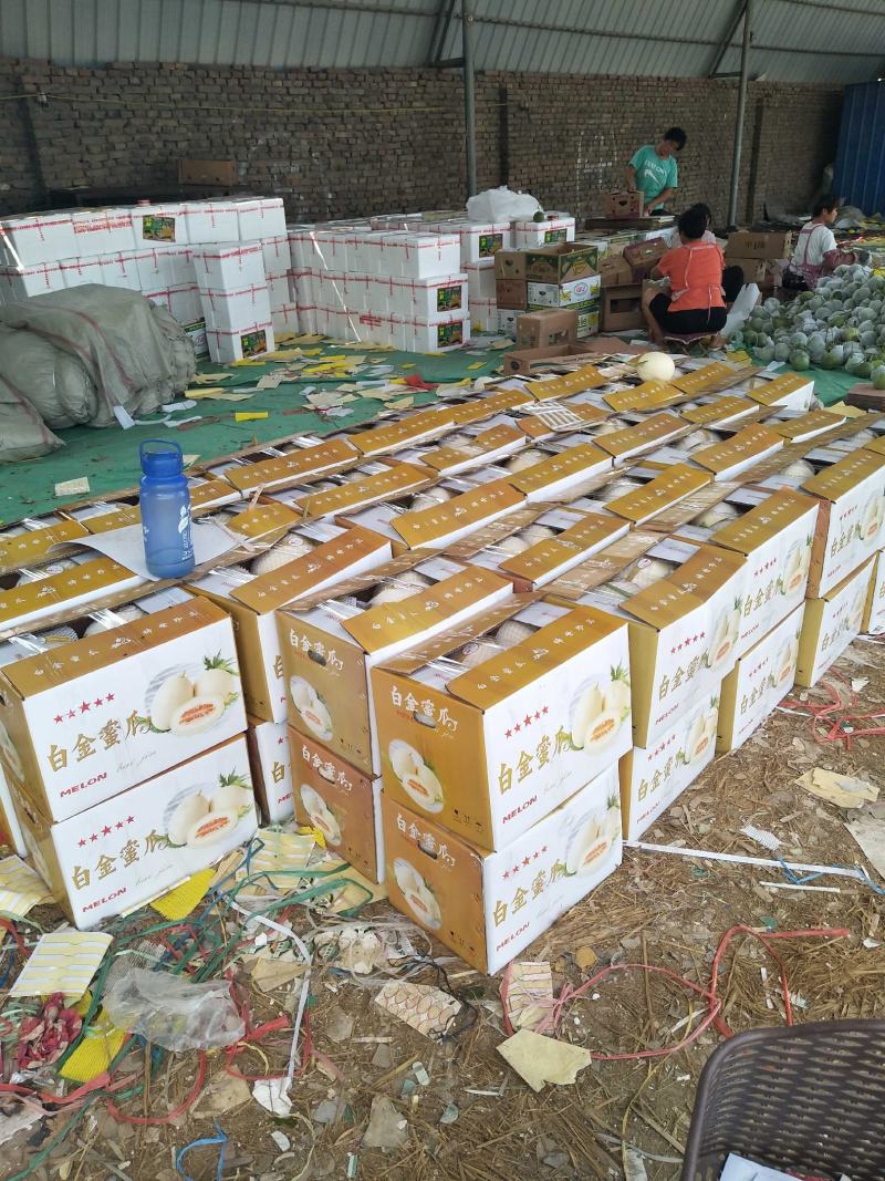东方蜜一号甜瓜，东方蜜吊秧甜瓜皮毛漂亮脆甜