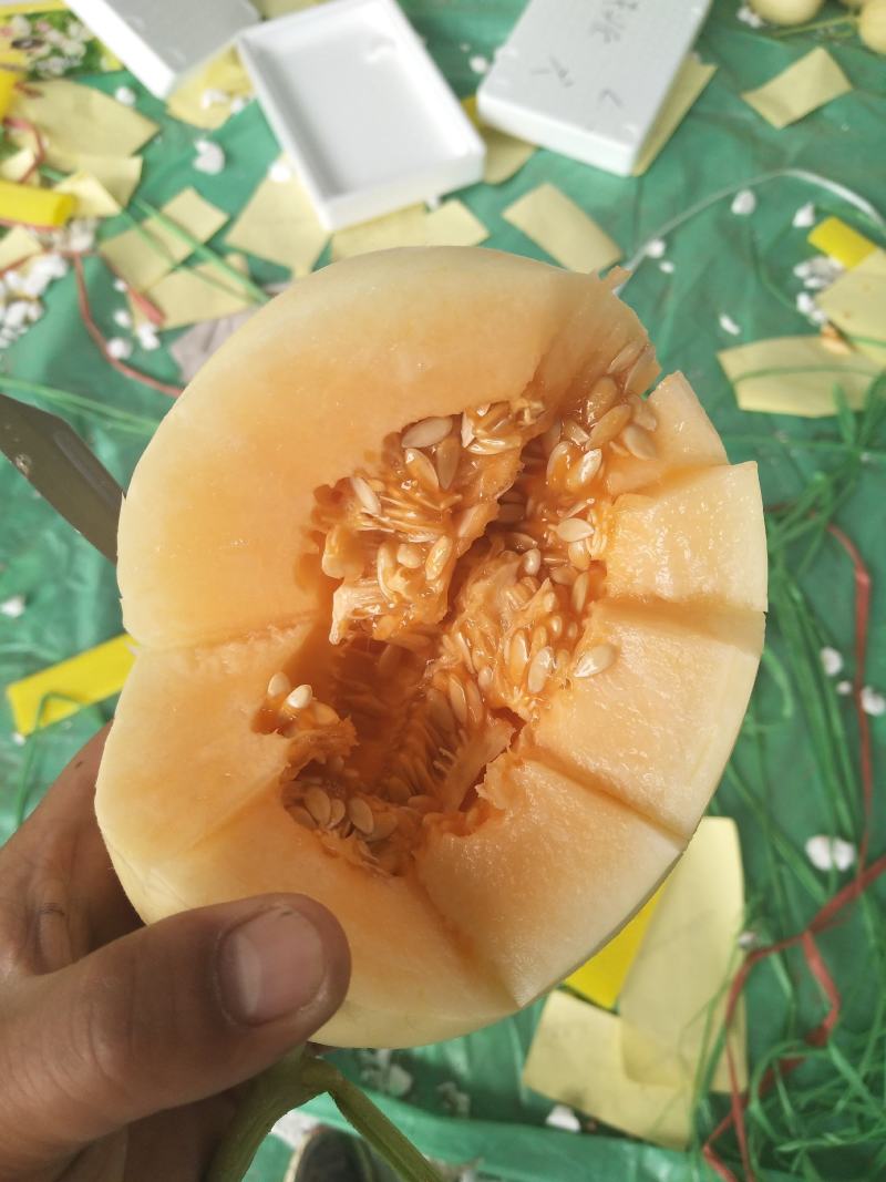 东方蜜一号甜瓜，东方蜜吊秧甜瓜皮毛漂亮脆甜
