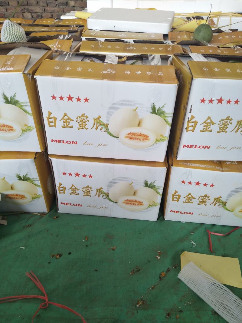 东方蜜一号甜瓜，东方蜜吊秧甜瓜皮毛漂亮脆甜
